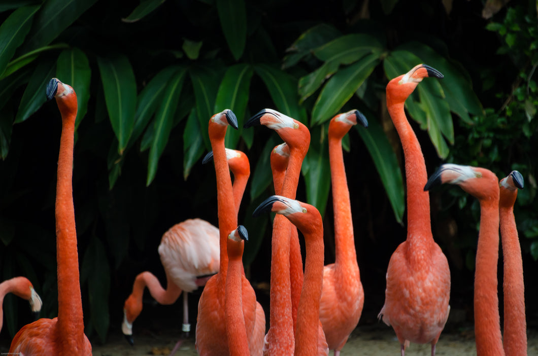 Flamingos